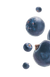 Juniper Berry